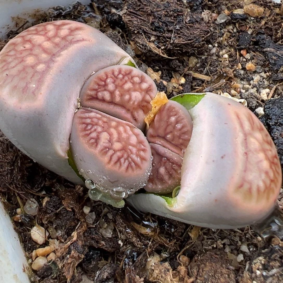 2.20好看的多肉534