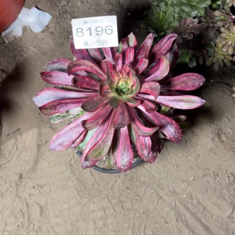 牵*乌拉多肉多肉8196