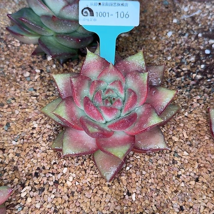 从前慢东云新品1001-106