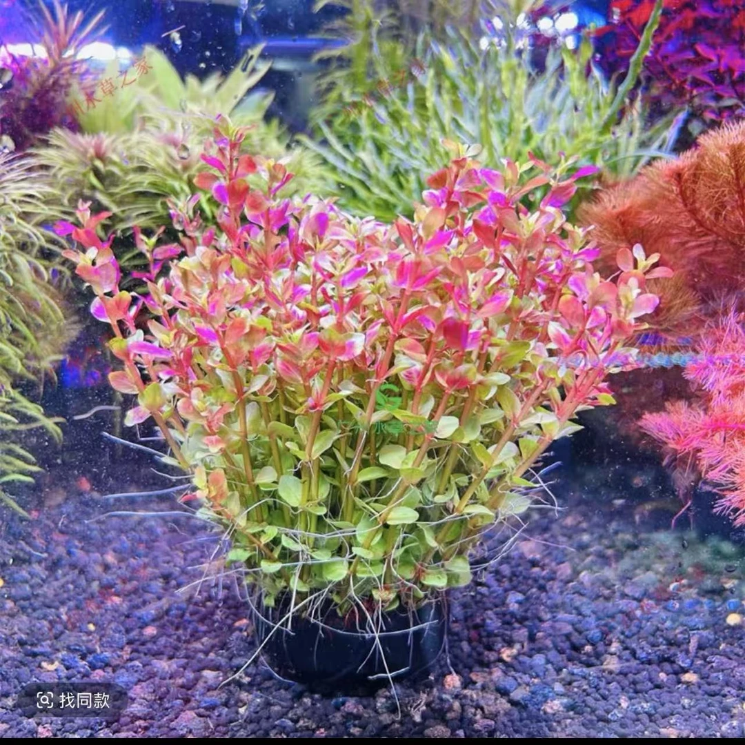 红金钱坨草水草颜色鲜艳