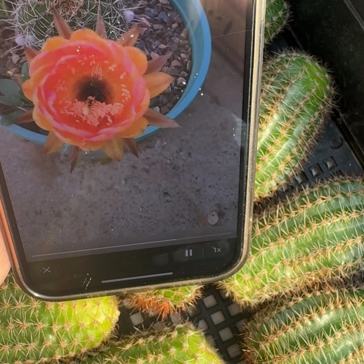 240彩草火焰莲花歪无根侧牙4公分左右