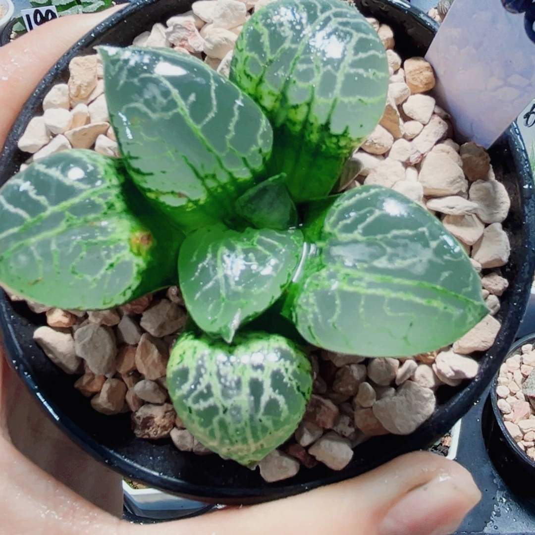 水晶康平多肉植物6666