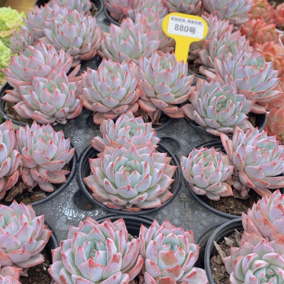 880号 开播福利 韩版粉蓝鸟大双头一个