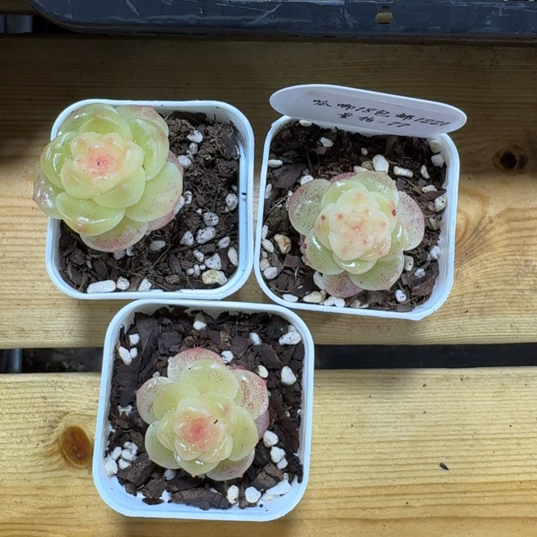 1221-077-清晖一颗量拍