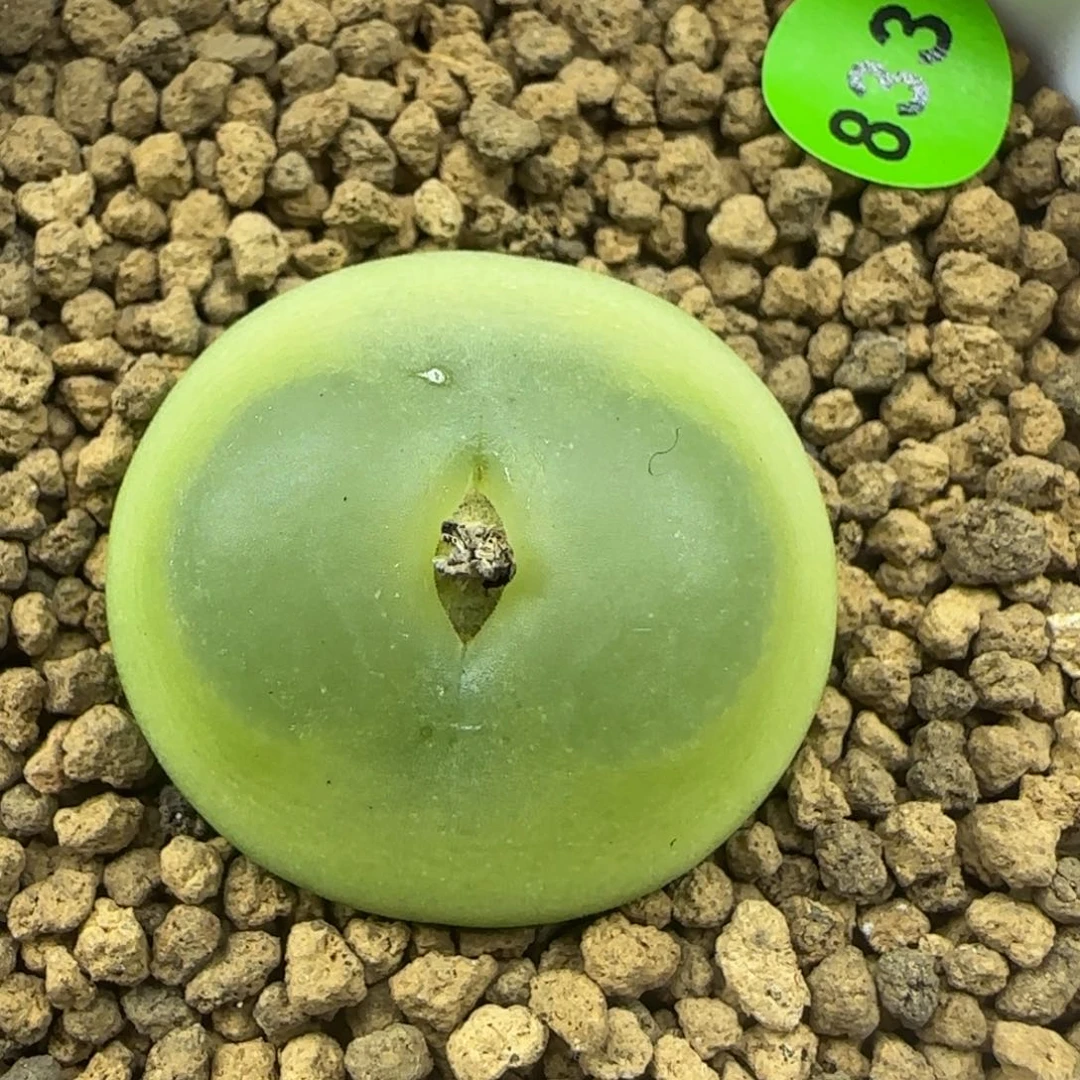 拉登2.6+多肉植物833