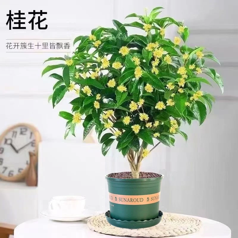 【好吃好闻】正品四季桂花树苗盆栽耐寒植物浓香型月月开花桂花室内