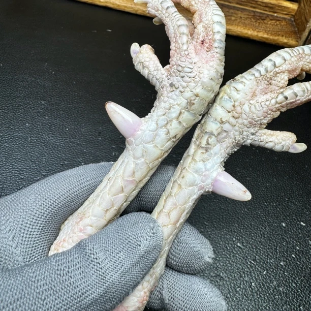 文玩鸡爪骨手把件（一对微瑕蹬 介意勿拍 处理好十天左右发货）