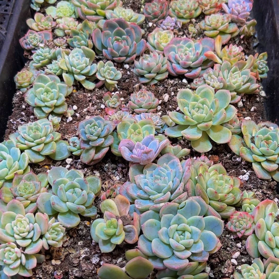 326脱土发电厂的建设将进一步加快推进