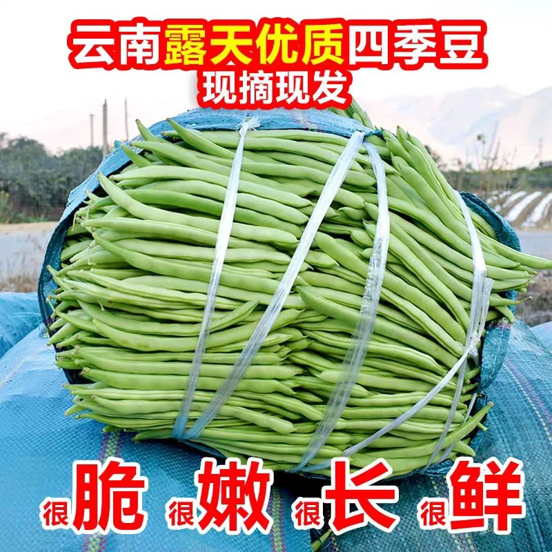 【云南新鲜四季豆】露天豆角四季豆新鲜蔬菜无筋无丝高原现摘现发