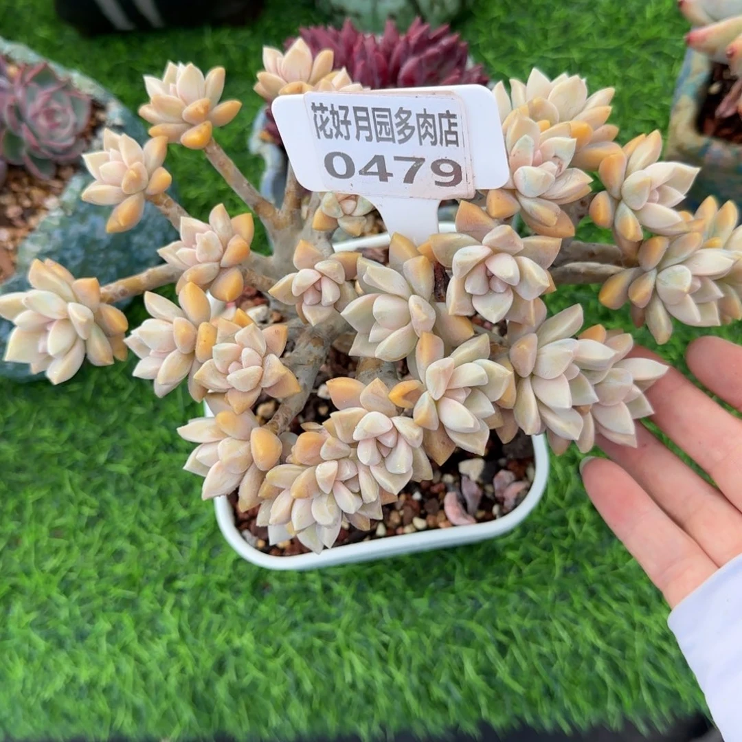 多肉植物0479……………..