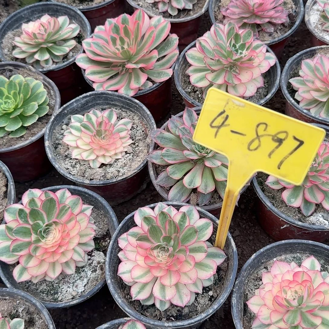 4-897---荔枝多肉植物