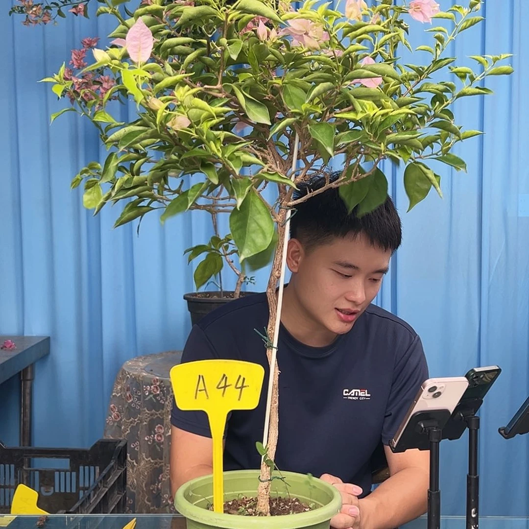 桐***欣当前无花栽培后可以开花A44粉天使