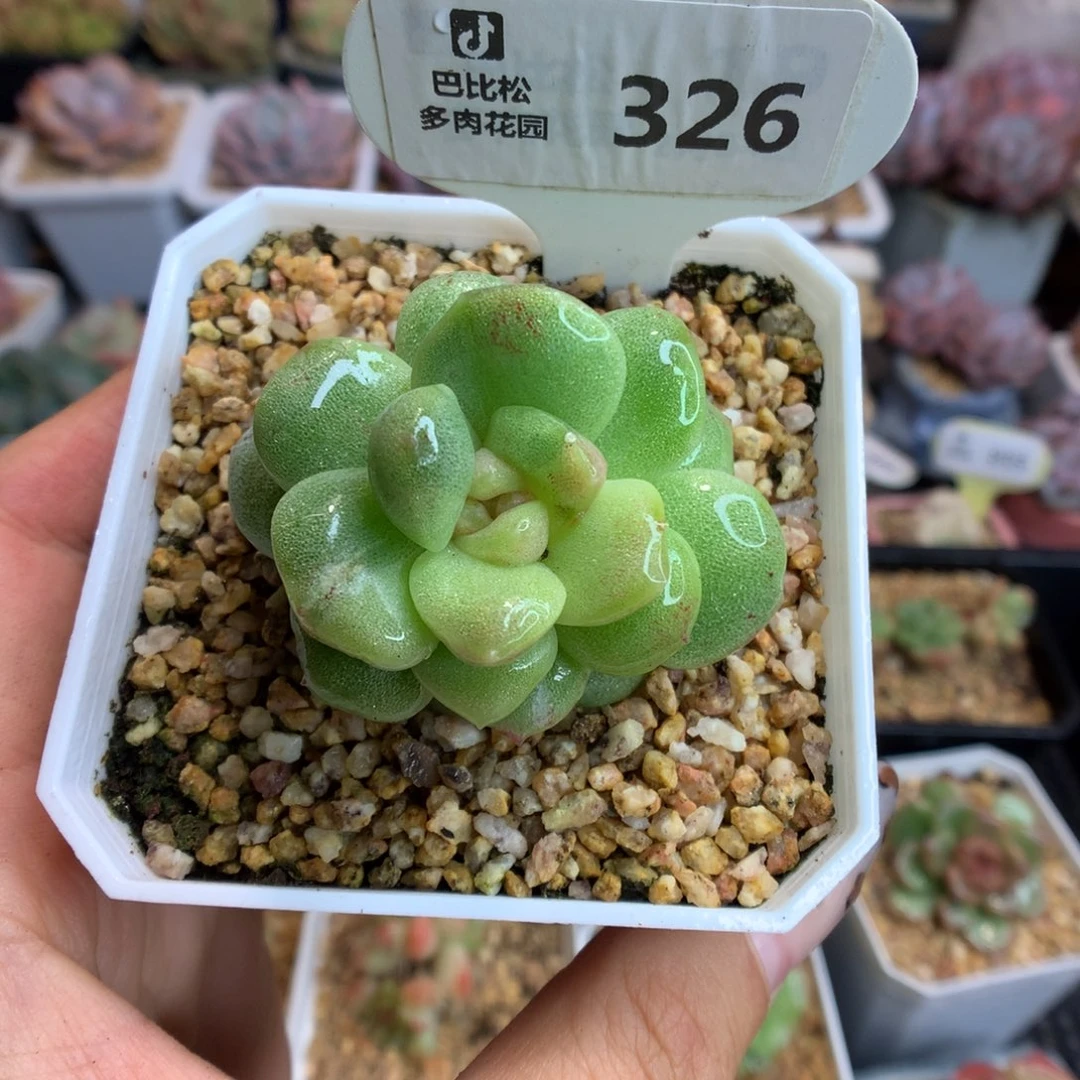 326黄锦冰玉石化多肉植物