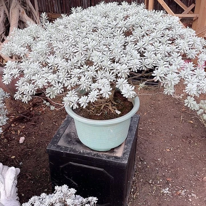 六***哥无花朵哈哈哈哈哈哈