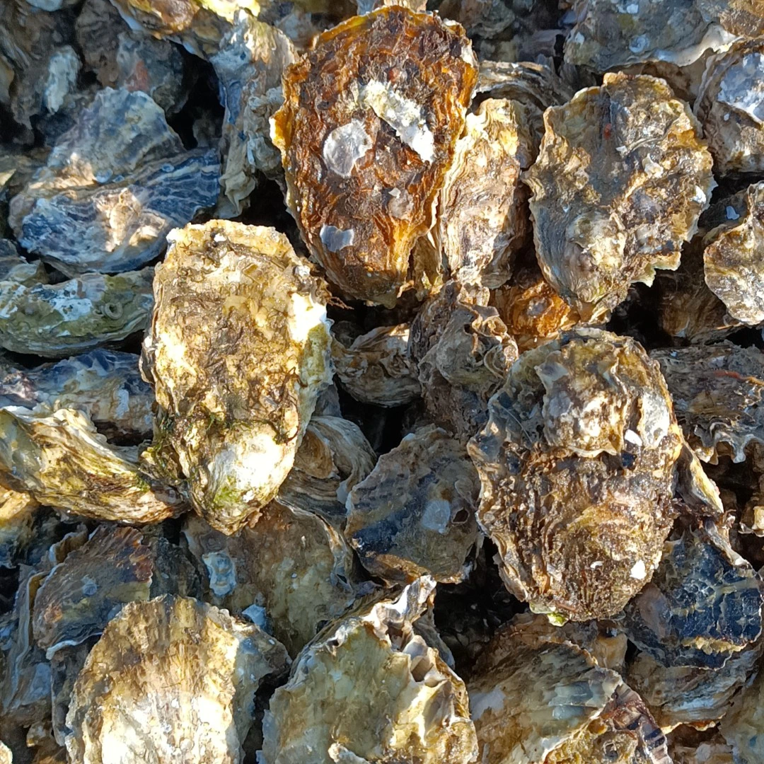 青岛田横本地海蛎子肥度好鲜度高（大小通货）