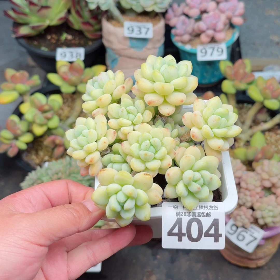 樱花罗绮无盆土发货
