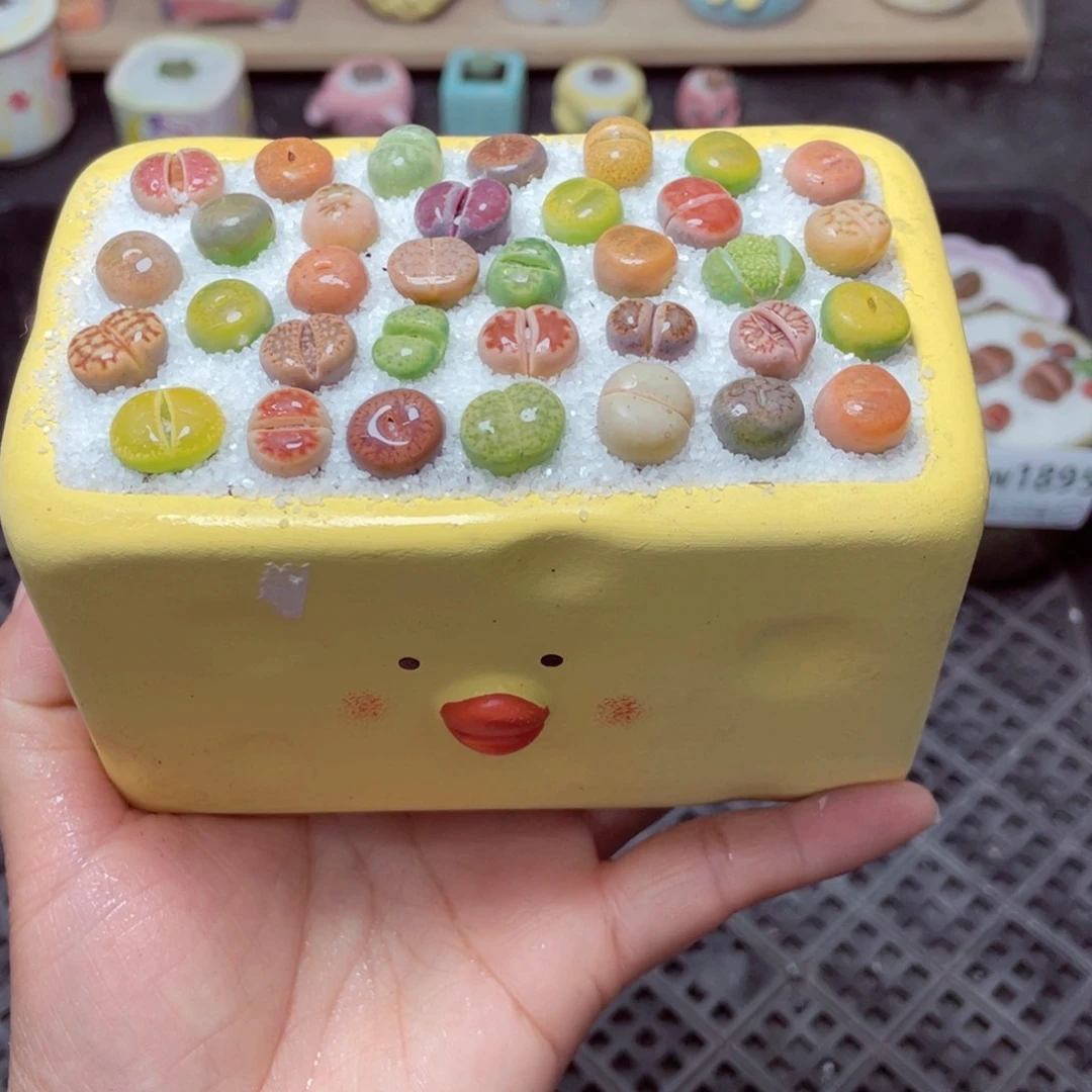 w1898 带盆土发货-零下地区拍保温箱