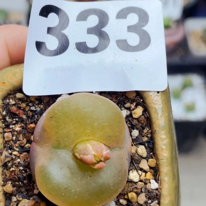 333蟠桃母本带盆llllll