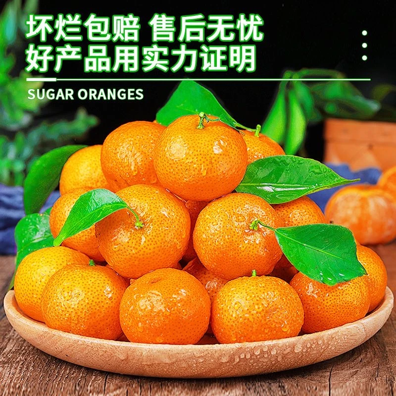 【现摘现发】沙糖桔清甜可口薄皮沙糖桔桔子蜜橘砂糖橘