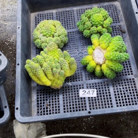 247沟宝大群一物一图如图