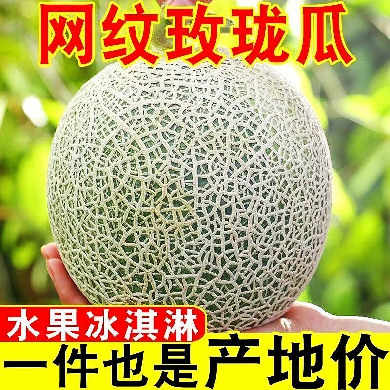 山东网纹蜜瓜冰淇淋玫珑瓜当季新鲜现摘当季水果软糯玫珑网纹甜瓜