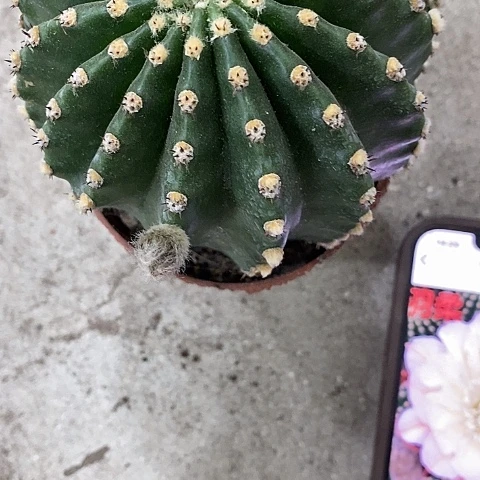 羽柔仙人球，3579900