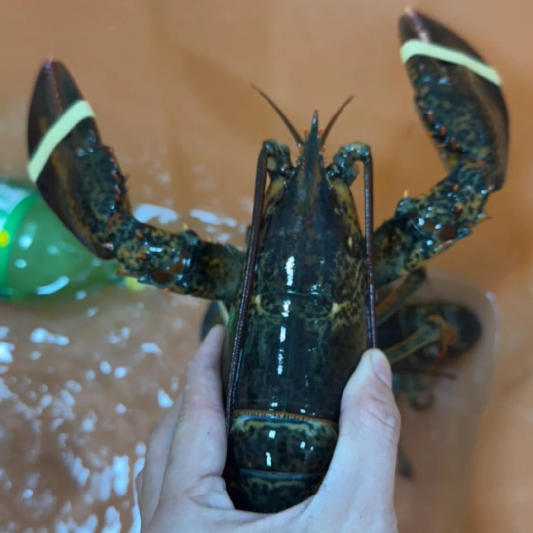 【配送到家】鲜活波士顿龙虾