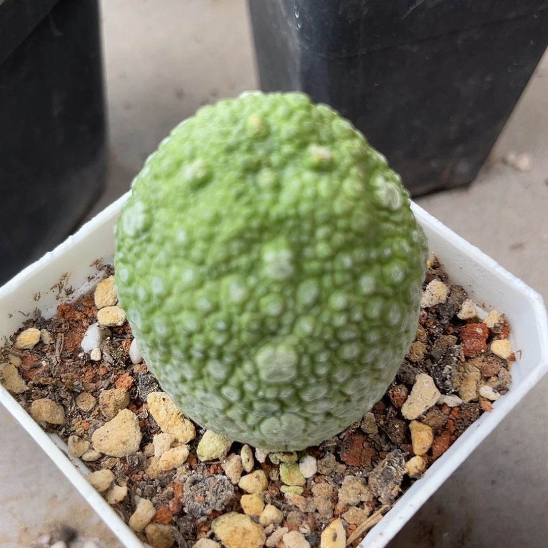 实生凝蹄玉大单头