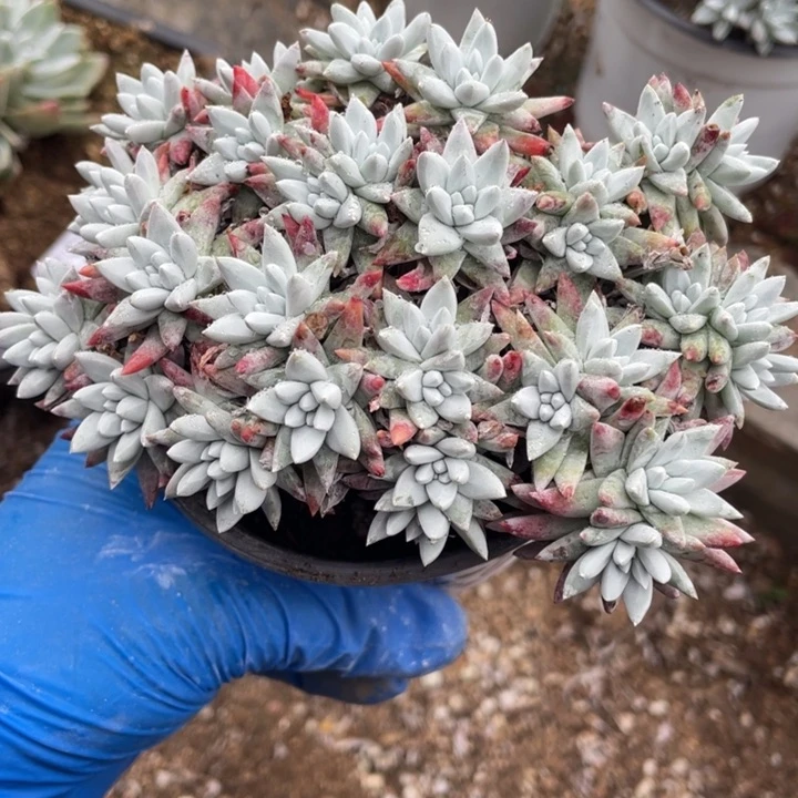 470号白菊多肉植物