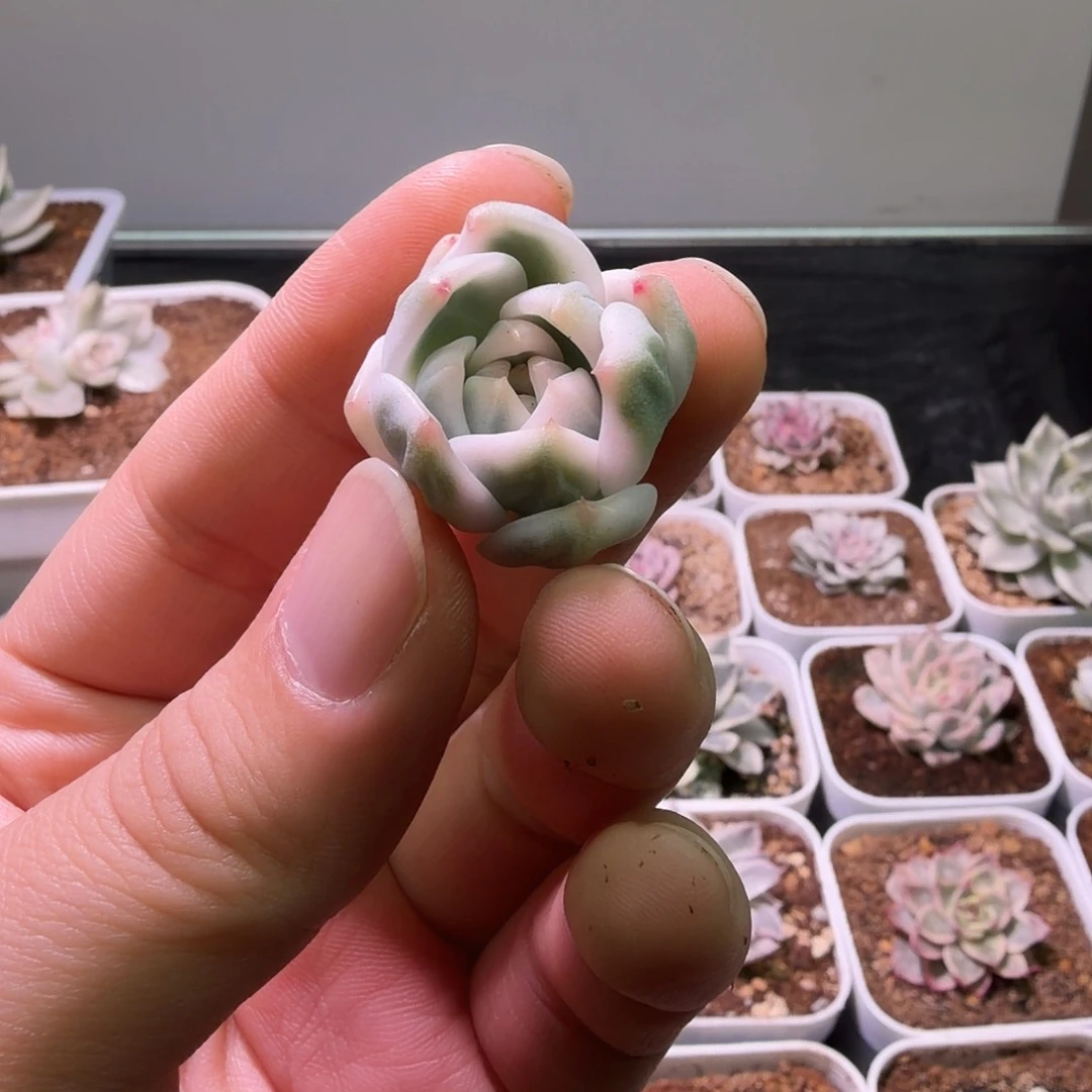 璞玉锦植物一物一拍的