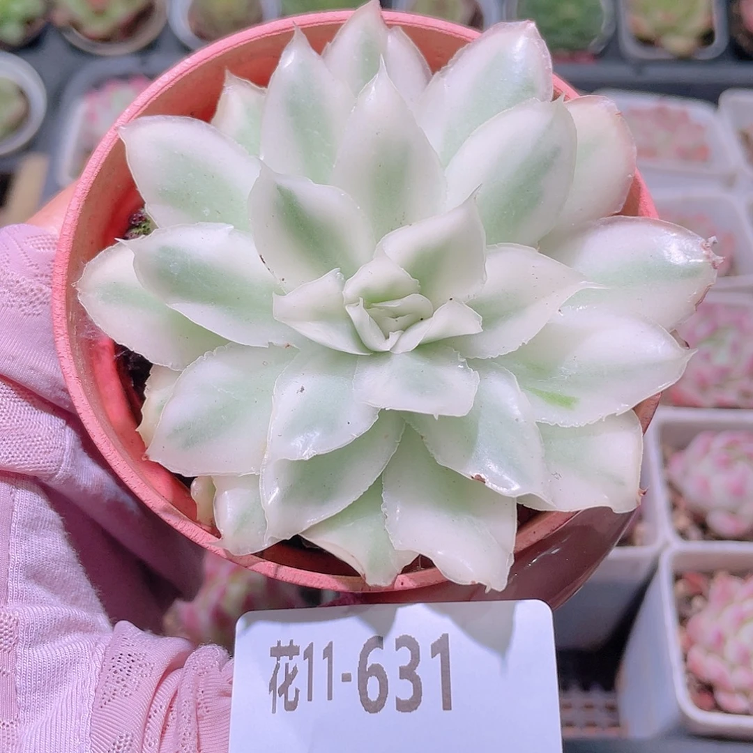 花利美11-631紫蝴蝶锦