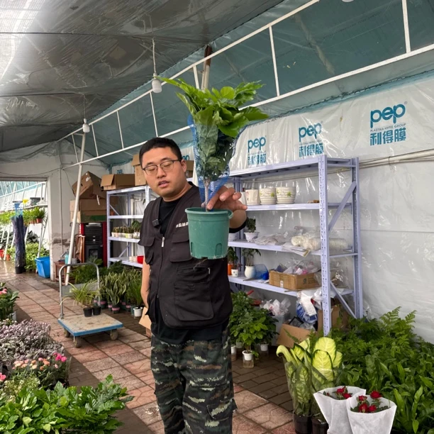 幸福树原盆1盆好养