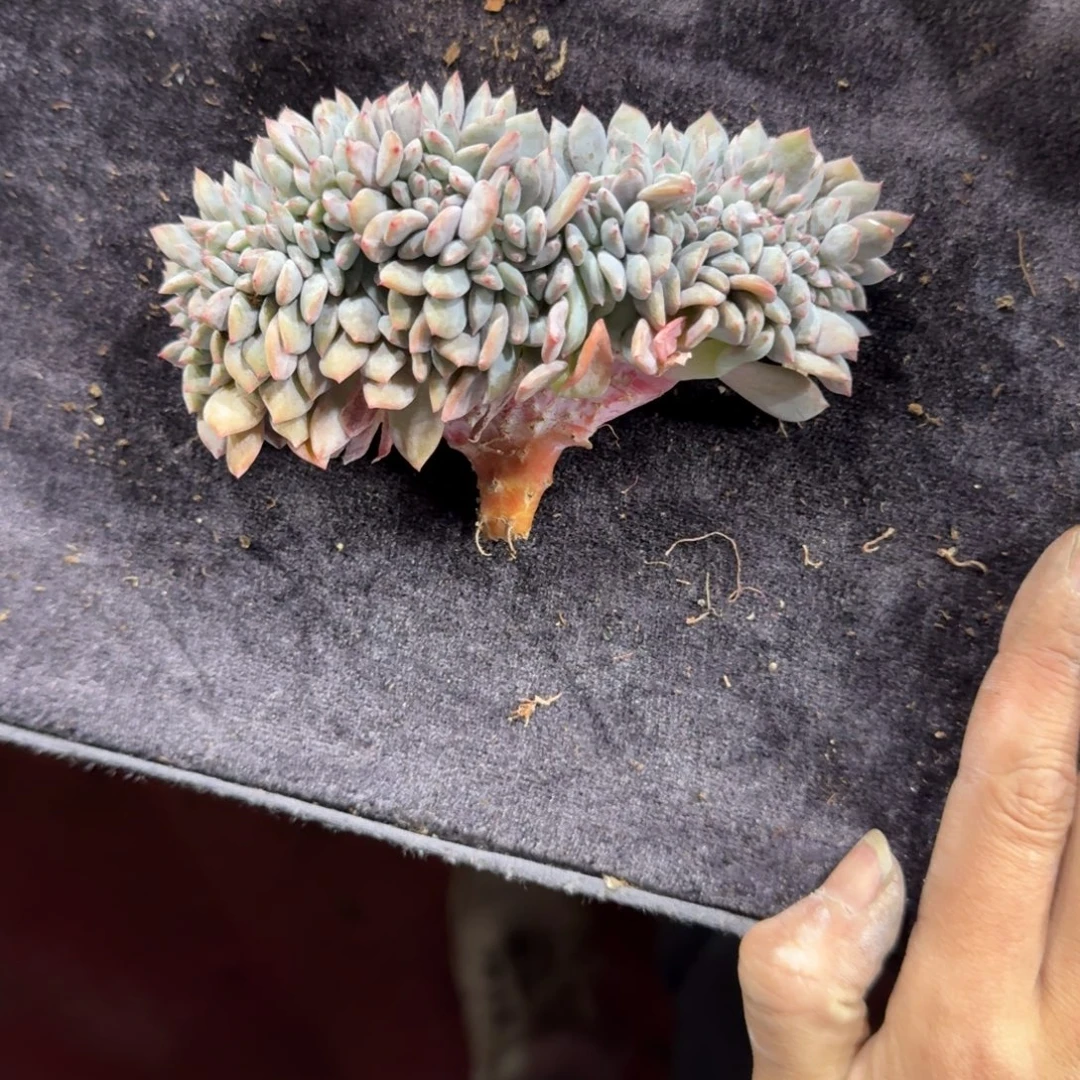 星影缀化一物一拍