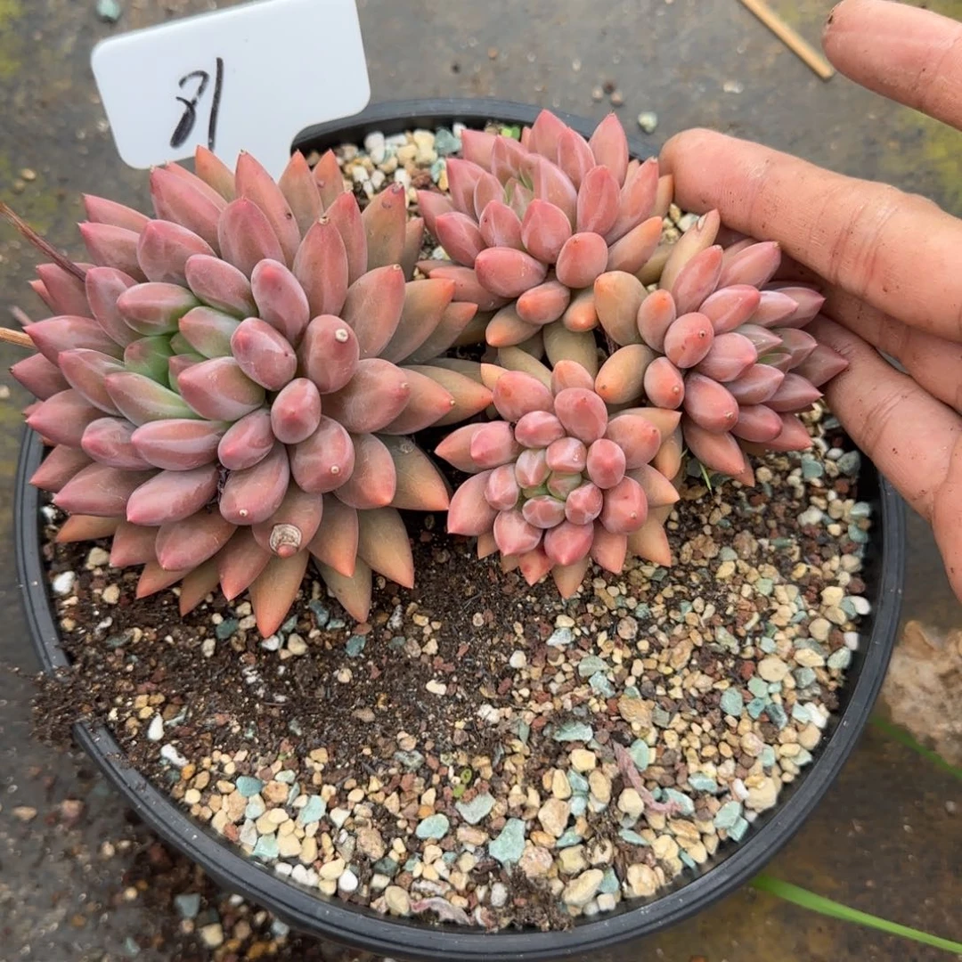 一物一拍水晶球sp81