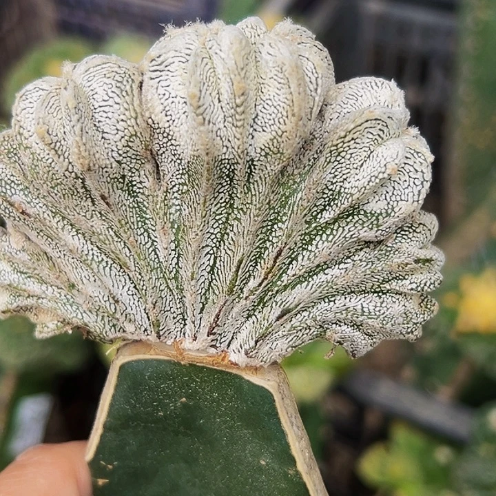 无花朵恩冢缀化979