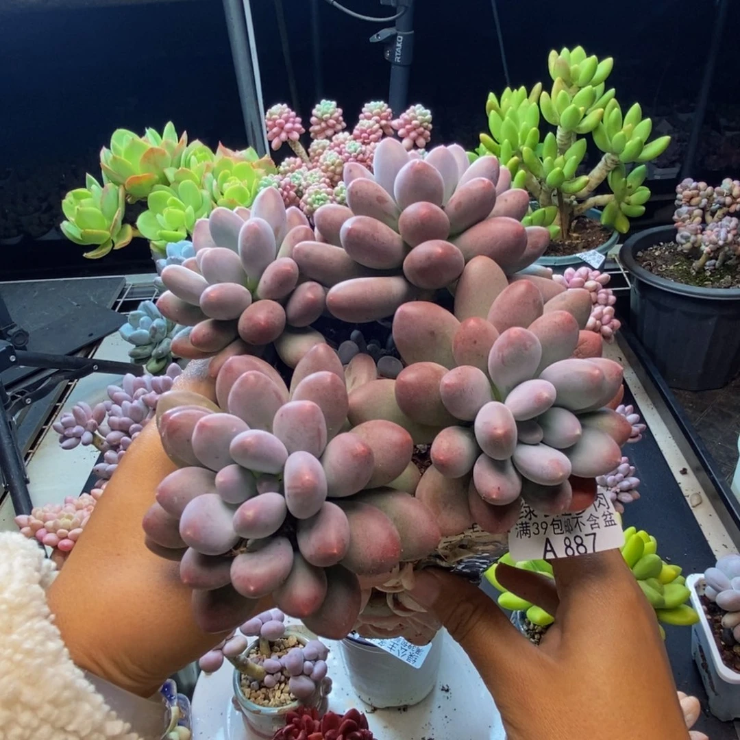 887蛋黄奶多肉14c m