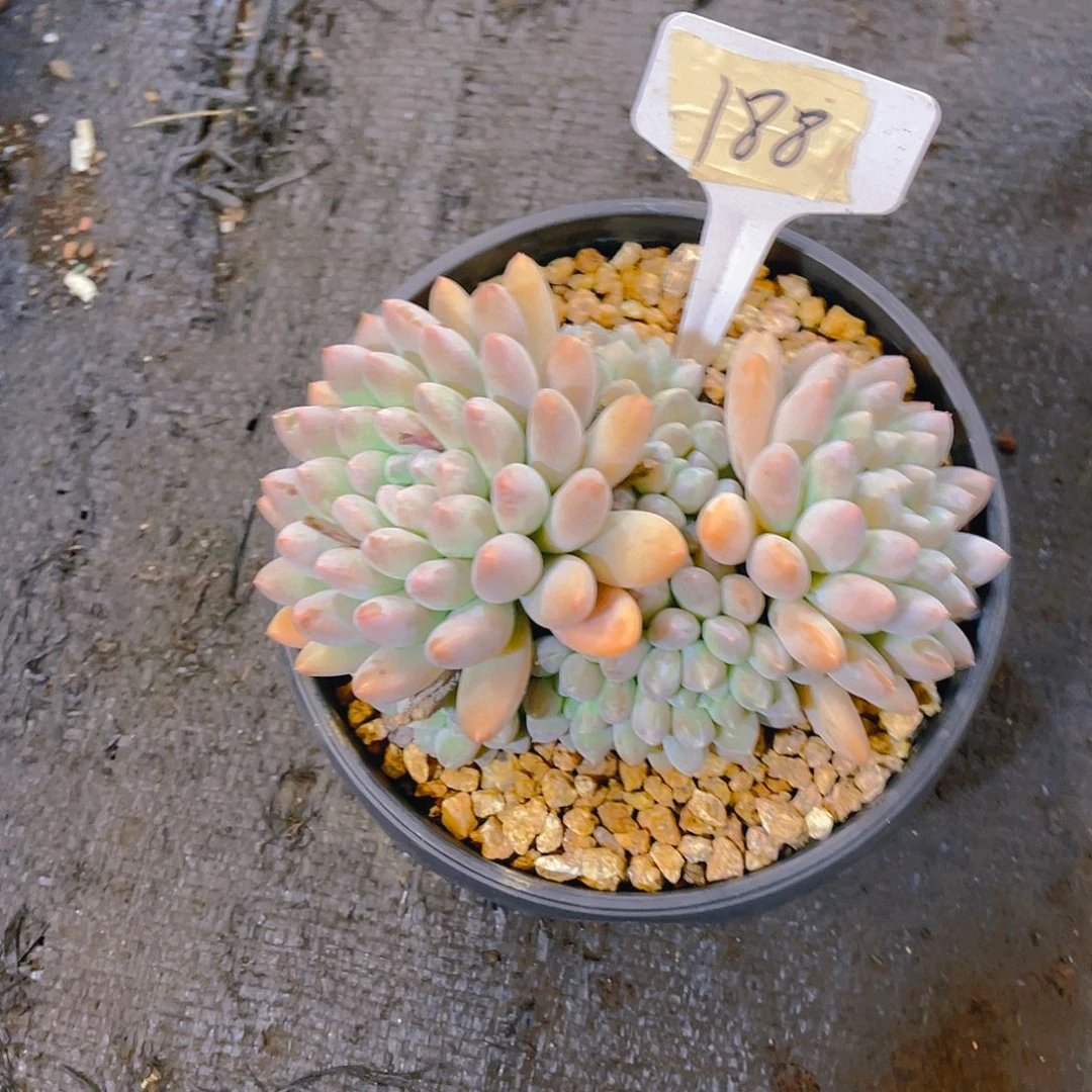 一***生000000000000000188