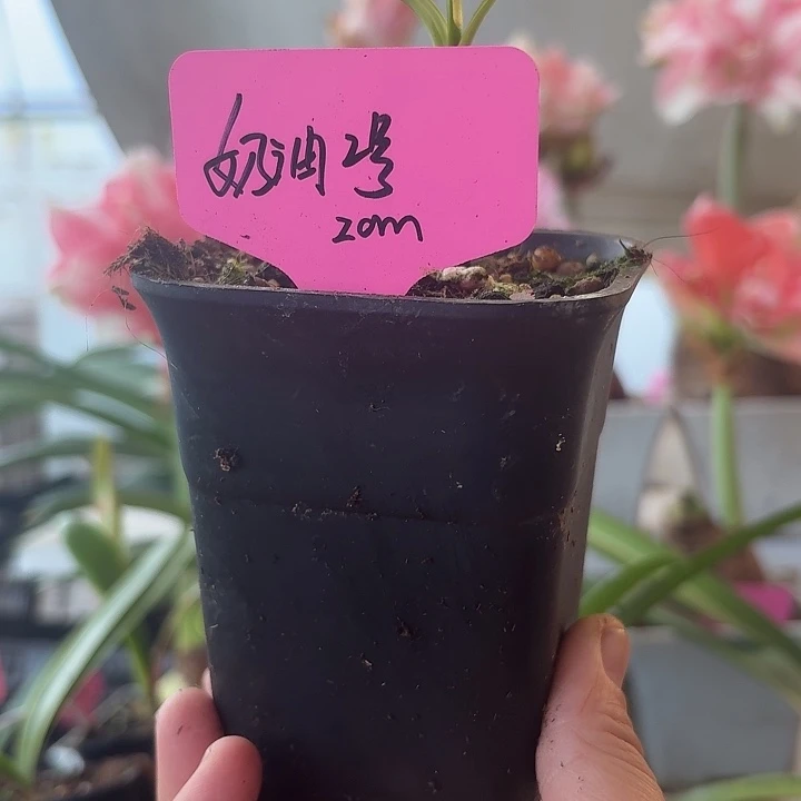 无花朵奶油2侧球朱顶红直径2cm