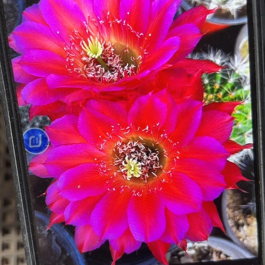 宝莲灯彩侧牙20包邮仙人球15