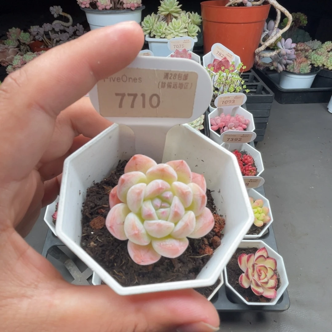7710美梦 4.0厘米