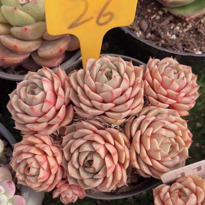 健健康康平平安安