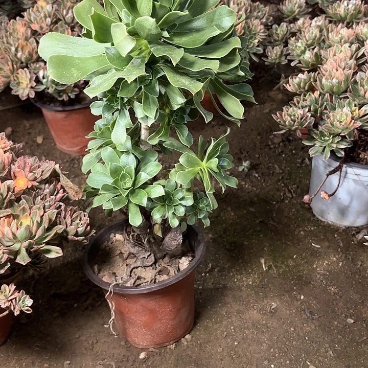 A****姐多肉植物法师香馥94