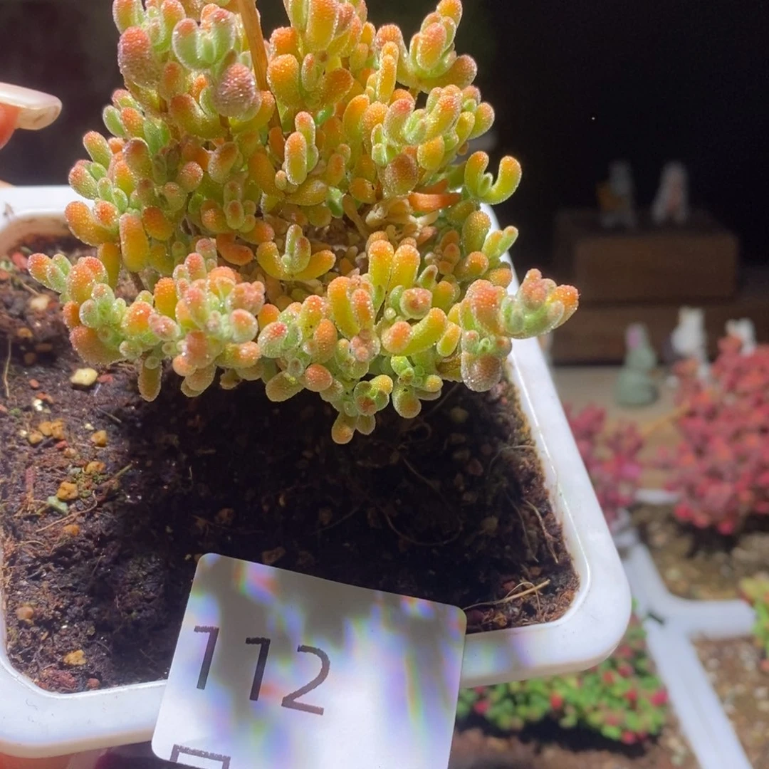 冰晶杂带盆土发货一物一拍