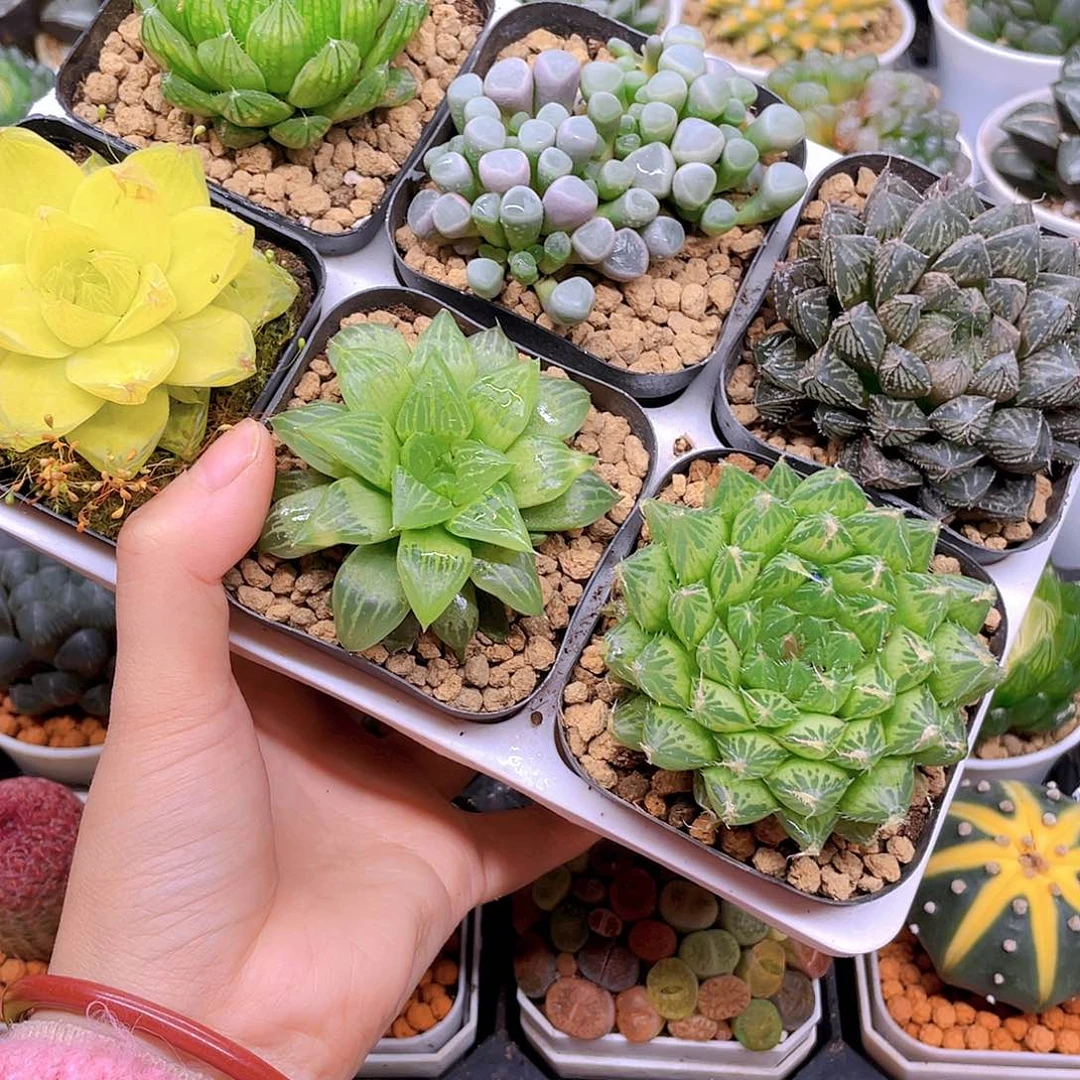 玉露六件套多肉，原盆