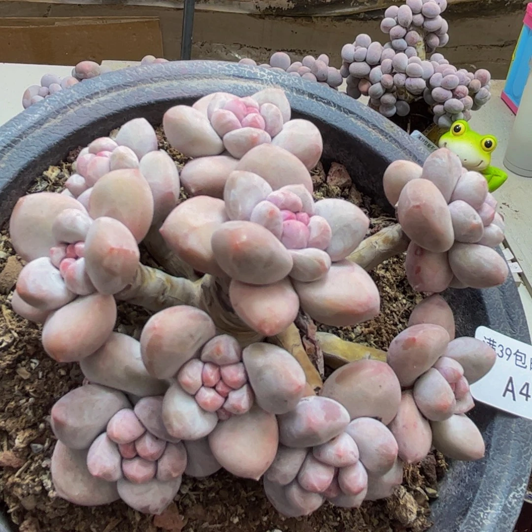 449/10cm香水多肉