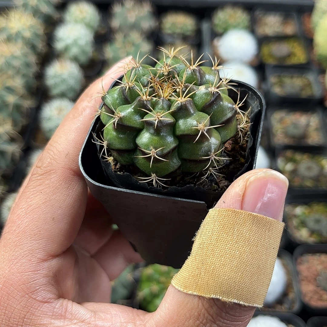 丽蛇牡丹单头发货单头发