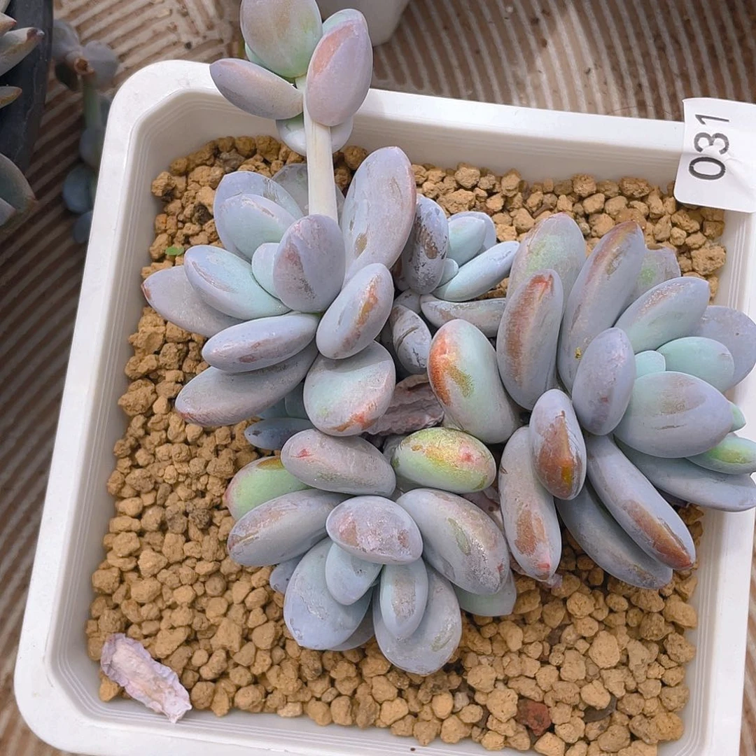 31。雪美人。