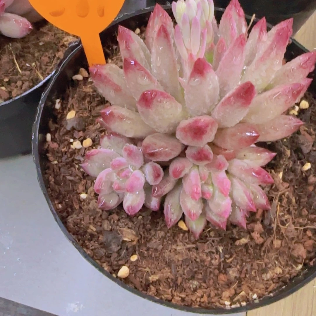 桑*89多肉植物一物一拍