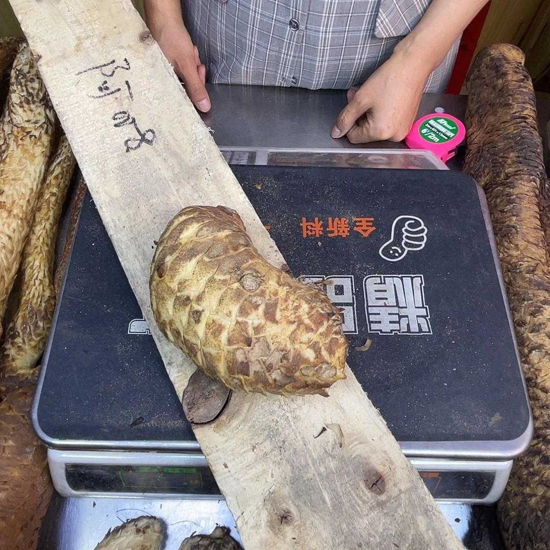 贾***中国大陆老根480克