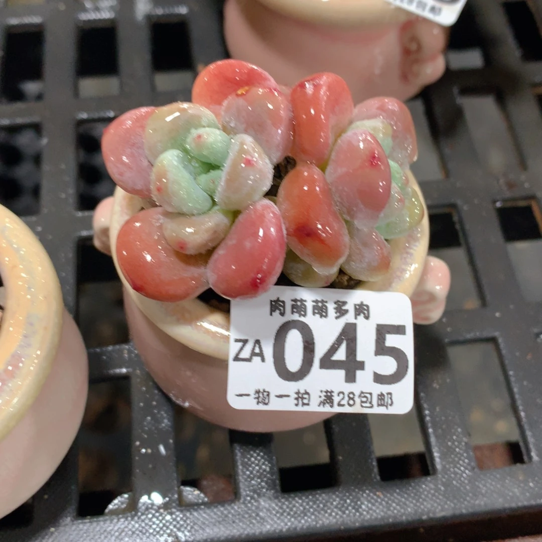 肉萌萌拇指盆精控多肉ZA045